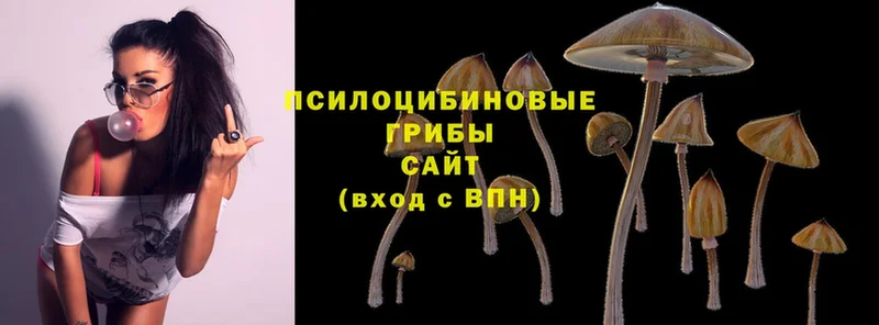 Галлюциногенные грибы Psilocybe  Гусь-Хрустальный 